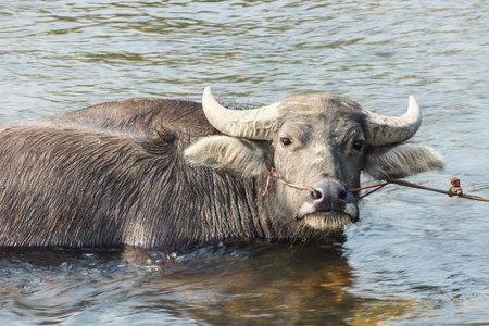 Water buffalo