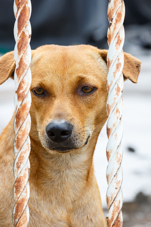 Dog behind the cageの写真素材