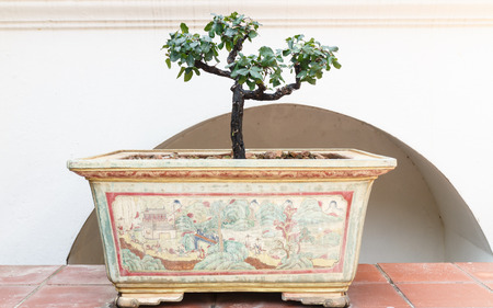 Bonsai tree in pot  vintage styleの写真素材