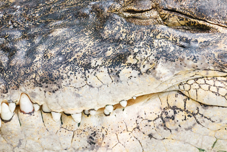 crocodile teethの写真素材