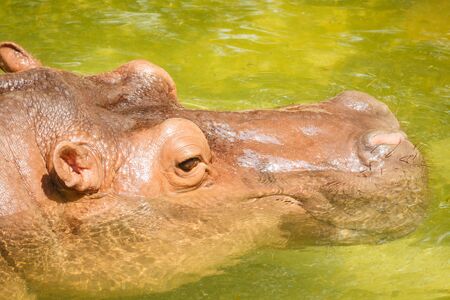 Hippopotamus submerged in waterの写真素材