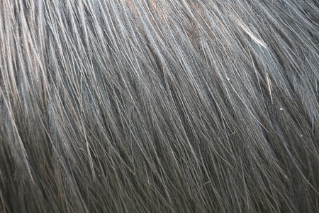 cassowaries plumageの写真素材
