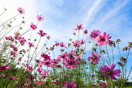 cosmos flowersの写真素材