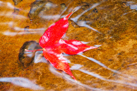 maple leaf in waterfallの写真素材