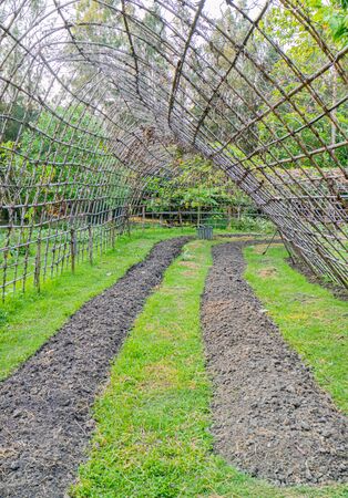 Organic vegetable farms are preparing areas for growing ground cover plants such as kale, cabbage, and ivy such as pumpkin, zucchini, gourds.の写真素材