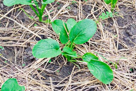 Kale seedlings on an organic farm are growing well due to care, watering, shoveling the soil, regularly fertilizing, including mulching the straw to keep the soil moist at all times.の写真素材
