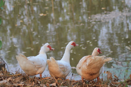 Duck white,muscovyの写真素材