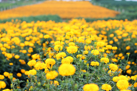 he romantic garden marigold fieldsの写真素材