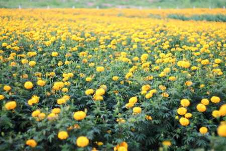 FLOWERの写真素材