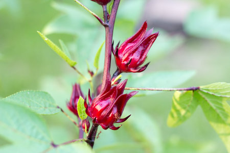 close up the redflower jamaica roselle