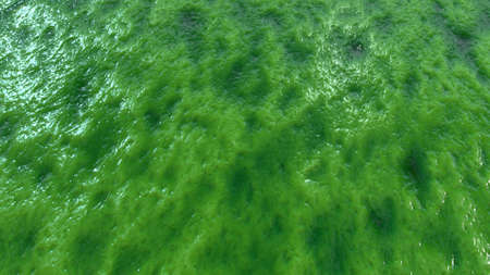 Abstract organic wet slime, biological matter background. Seething flesh slush like backdropの写真素材