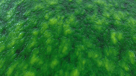 Abstract organic wet slime, biological matter background. Seething flesh slush like backdropの写真素材