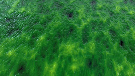 Abstract organic wet slime, biological matter background. Seething flesh slush like backdropの写真素材