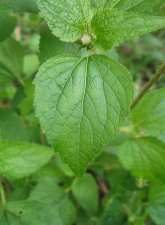 Spring leaves on a tree branch
