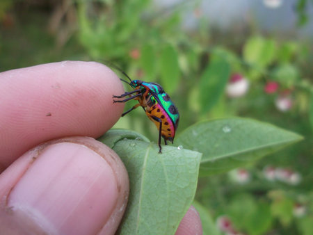 May the beetles.