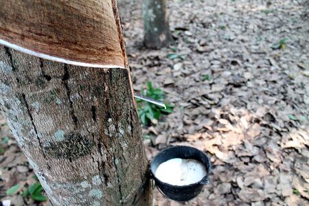 Rubber tree background, Thailand, Southeast Asia の写真素材