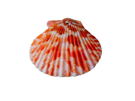 Cockles.