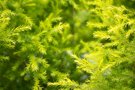 Green background with leavesの写真素材