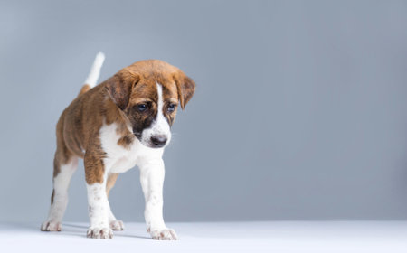 Cute Puppy with paws over  - isolated over a gray background