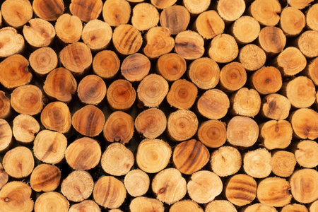 Log texture  wood