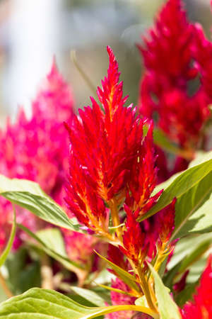 Flower in gardenの素材