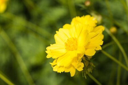 Flower in gardenの素材