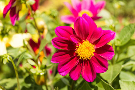 Flower in gardenの素材