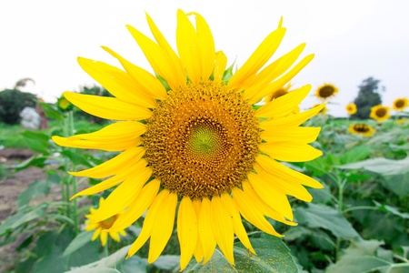 Flower in gardenの素材