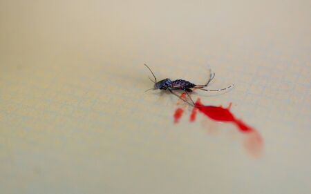 Mosquito larvae.Mosquito larvae in standing water.の写真素材