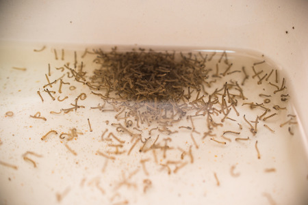 Mosquito larvae.Mosquito larvae in standing water.の写真素材