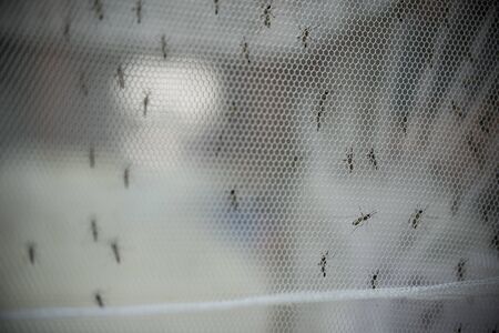 mosquito vaccine test.の写真素材