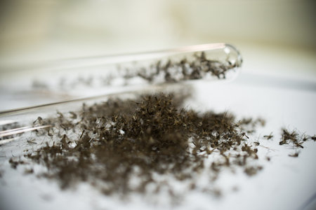 mosquito vaccine test.の写真素材