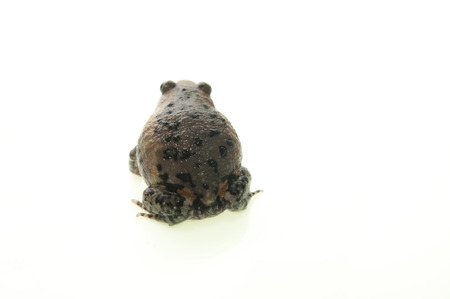 Common Water Frog in front of a white backgroundの写真素材