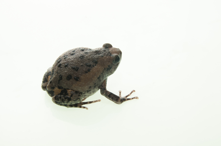Common Water Frog in front of a white backgroundの写真素材