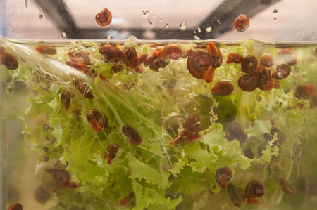 Infected snails