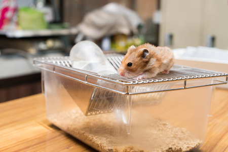 Vaccine test on laboratory mouse Lab ratsの写真素材