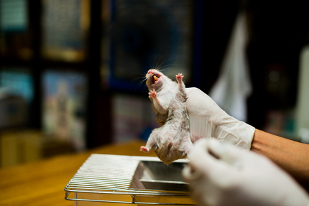 Vaccine test on laboratory mouse Lab ratsの写真素材