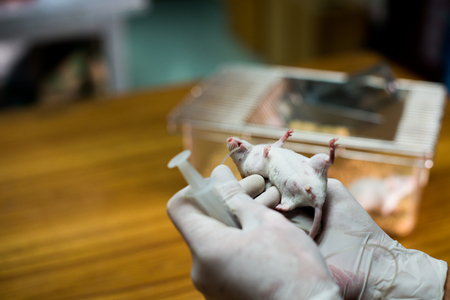 Vaccine test on laboratory mouse Lab ratsの写真素材
