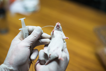Vaccine test on laboratory mouse Lab ratsの写真素材