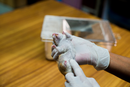 Vaccine test on laboratory mouse Lab ratsの写真素材