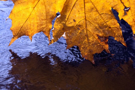 reflection of orange maple leaf in the iceの写真素材