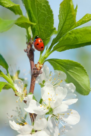 apple blossoms and ladybird on the branch over sky backgroundの写真素材