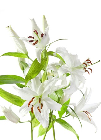 lily flower color image isolated on a white backgroundの写真素材