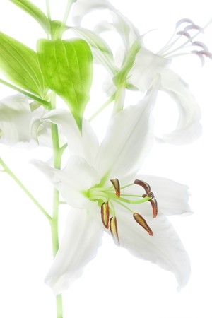 lily flower color image isolated on a white backgroundの写真素材
