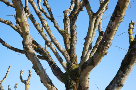 tree without leaves over the background of blue clear sky