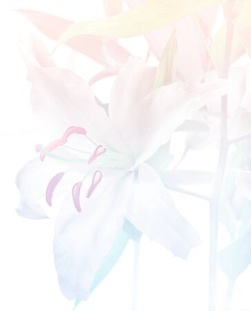 Flower background, retouched image of lily, pastel light blue and pink colors over a white backgroundの写真素材