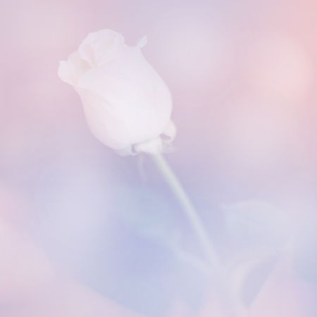Rose flower, nature element over pink and blue colored background, boho style colorsの写真素材