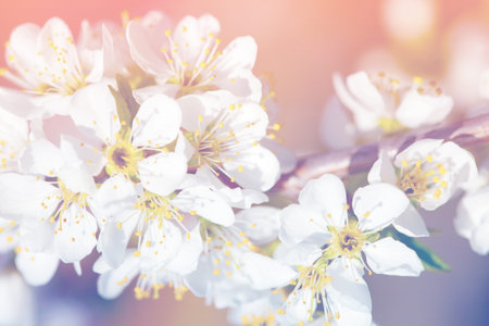 Spring apple blossom, flowers over a light pink and blue background