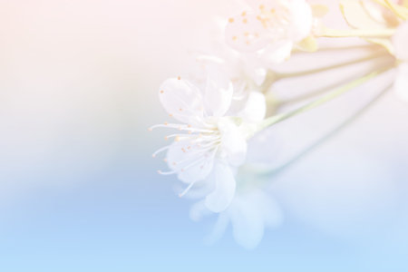 Spring apple blossom, flowers over a light background