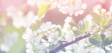 Spring apple blossom, flowers over a light color backgroundの写真素材